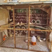 کبوتر|پرنده|زارچ, |دیوار