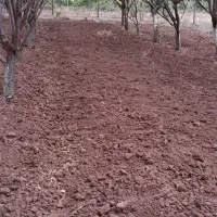 شخم و خدمات باغداری نمونه|خدمات باغبانی و درختکاری|محمدیه-قزوین, |دیوار