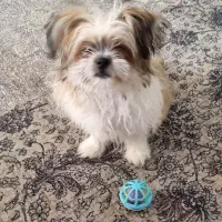 سگ شیتزوسوپرفلت