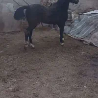 فروش اسب عرب ایرانی