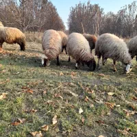 گوسفد|حیوانات مزرعه|اشنویه, |دیوار