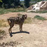 سگ گله