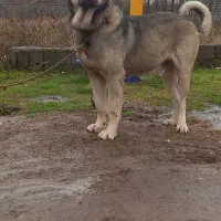 واگذاری سگ سرابی