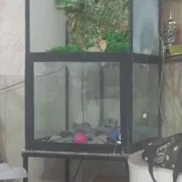 سالم تمیز نو