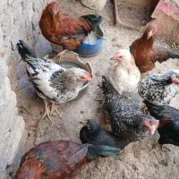 مرغ و خروس|حیوانات مزرعه|قم, بیانی|دیوار