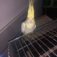 پرنده