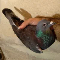 کبوتر پلاکی مسافتی جان اردن خون خالص خالص|پرنده|تهران, بوستان ولایت|دیوار