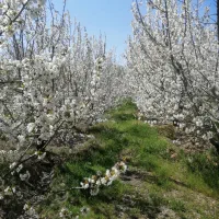 باغ انواع درخت میوه گردو گیلاس زردآلو