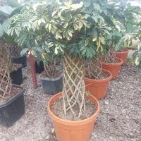 شفلرا ابلغ بافت  کلکسیونی