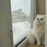 گربه ماده پرشین برای جفت گیری