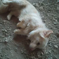 پا کوتاه نر سفید