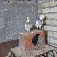 کفتر سار و طوقی|پرنده|مشهد, زمانه|دیوار