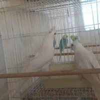 عروس هلندی آلبینو|پرنده|گرگان, |دیوار