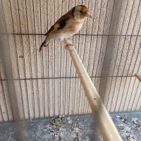 سهره کار داده|پرنده|تهران, اتابک|دیوار