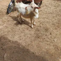 بزغاله نر سانن