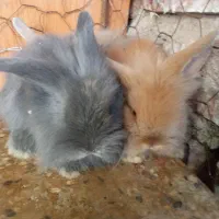 بچه خرگوش لوپ اصل