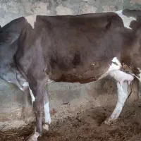 گاو و گوساله