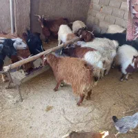 گوسفند فروشی