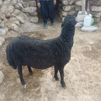 بره قوچ  قره قزل دامازلیخ