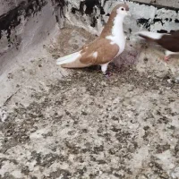 جفت شیرازی