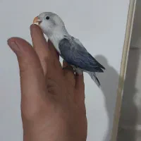 طوطی برزیلی یووینگ سرلاکی|پرنده|قدس, شهرقدس|دیوار