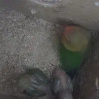 طوطی عروس +برزیلی ومرغ عشق