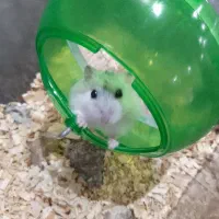 همستر نر وماده|موش و خرگوش|تبریز, |دیوار