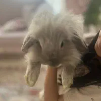 واگذاری خرگوش لوپ|موش و خرگوش|تهران, اباذر|دیوار