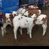 فروش گوساله