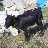 لیشه چالوسی اصیل   گاو ورزا|حیوانات مزرعه|رشت, حومه رشت|دیوار