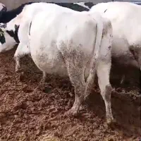 گاو فروشی شیر بالا|حیوانات مزرعه|اشترینان, |دیوار