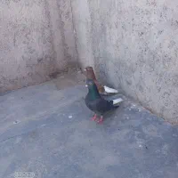 یک جفت دمسفیدجفتگاهی