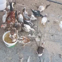 خوروس مرغ و جوجه گلین