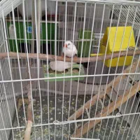 یک عدد عروس هلندی،ویک جفت فنچ با قفس|پرنده|شاهین‌شهر, شهرک گلدیس|دیوار