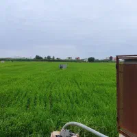 زمین کشاورزی دابودشت مازندران حقابه برق|فروش دفتر صنعتی، کشاورزی، تجاری|دابودشت, |دیوار