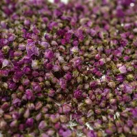 غنچه گل محمدی درجه یک