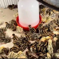 تخم بلدرچین و بلدرچین گوشتی و تخم گذار