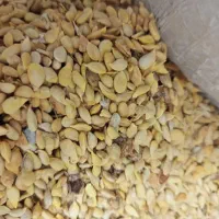 فروش نهال مرکبات و تخم لیمو|خدمات باغبانی و درختکاری|جهرم, |دیوار