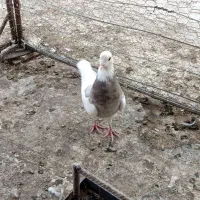 سینه سوسنی طوقی سوسنی|پرنده|مرودشت, استادیوم‎|دیوار