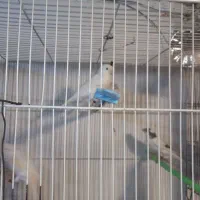 عروس  قناری