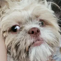 واگذاری سگ|سگ|پاکدشت, پاکدشت (مامازند)|دیوار