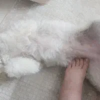 سگ خانگی|سگ|قم, قلعه عموحسین|دیوار