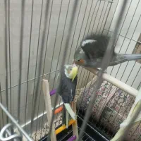 جوجه عروس هلندی|پرنده|بومهن, |دیوار