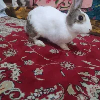 خرگوش|موش و خرگوش|تبریز, |دیوار