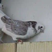 کفتر پشتار سرخ نر مست مست