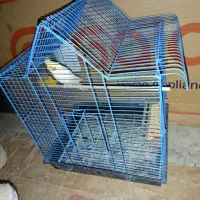 طوطی|پرنده|شهرکرد, |دیوار