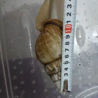 حلزون آلبینو کلاژن ساز|خزنده|قم, زنبیل آباد|دیوار