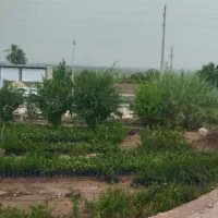 زمین چشمه گلابی