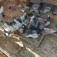 کبوتر  تعداد ۶۰ عدد همه برای تهران هستند