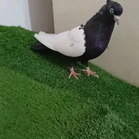 کفتر ماده شرط تخم وجوجه ۳۵ سانتی